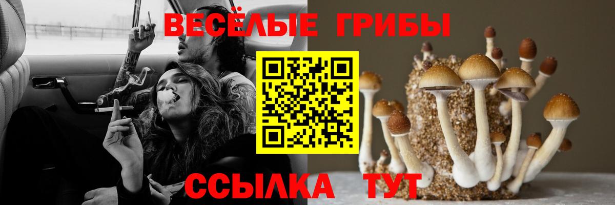 Медногорск  Псилоцибиновые грибы мицелий  Вход с VPN  Галлюциногенные грибы Psilocybine cubensis 